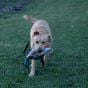 Dokken's-Deadfowl-Mallard-Trainer-Duck