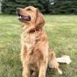 mud-river-dog-training-collar-w-remote