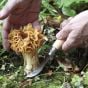 Opinel N°08 Mushroom-Knife