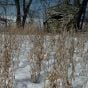primos-double-bull-surroundview-max-ground-blind-